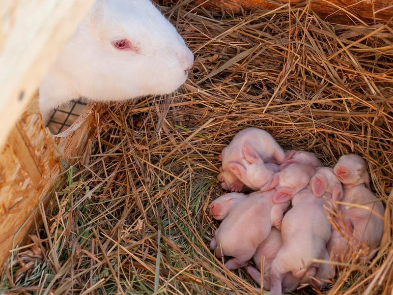 Mother rabbit sniffs her newborn rabbits in the nest.