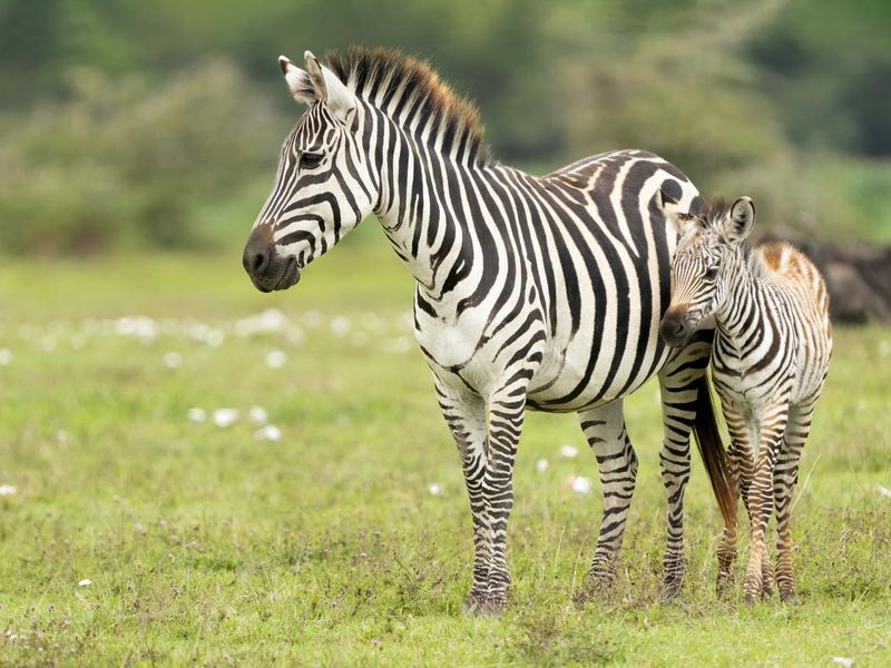 Mother zebra with foal