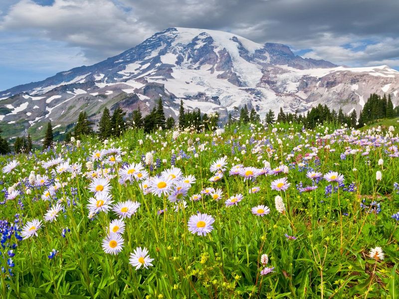 Mount Rainier and a Meadow of Aster