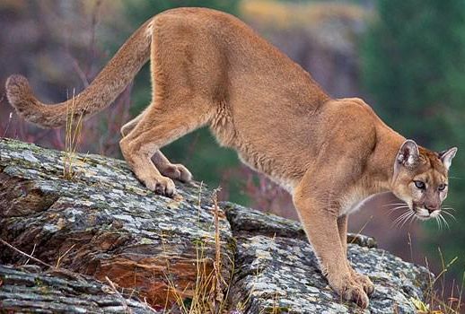 Mountain lion in Rocky Mountain National Park