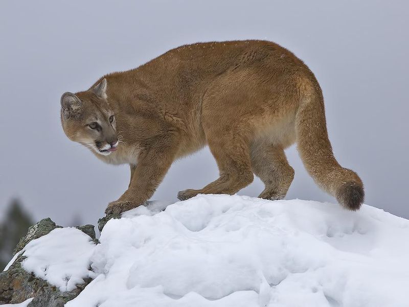 Mountain lion in snow