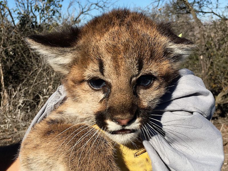 Mountain lion pup found in California park