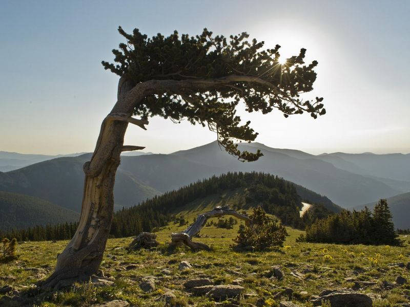 Mt. Goliath Bristlecone Pines, Colorado