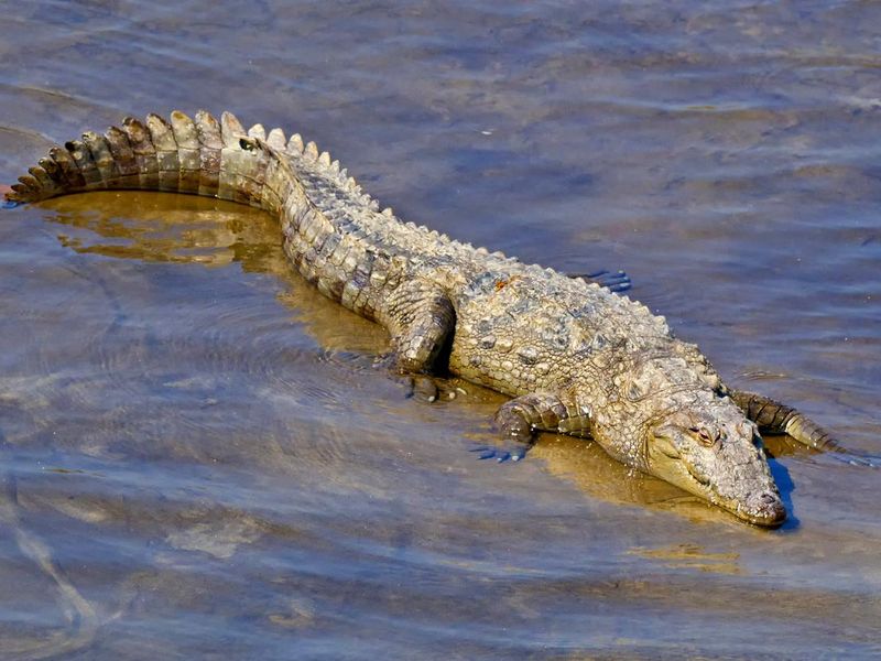 Mugger Crocodile, Royal Bardia National Park, Nepal