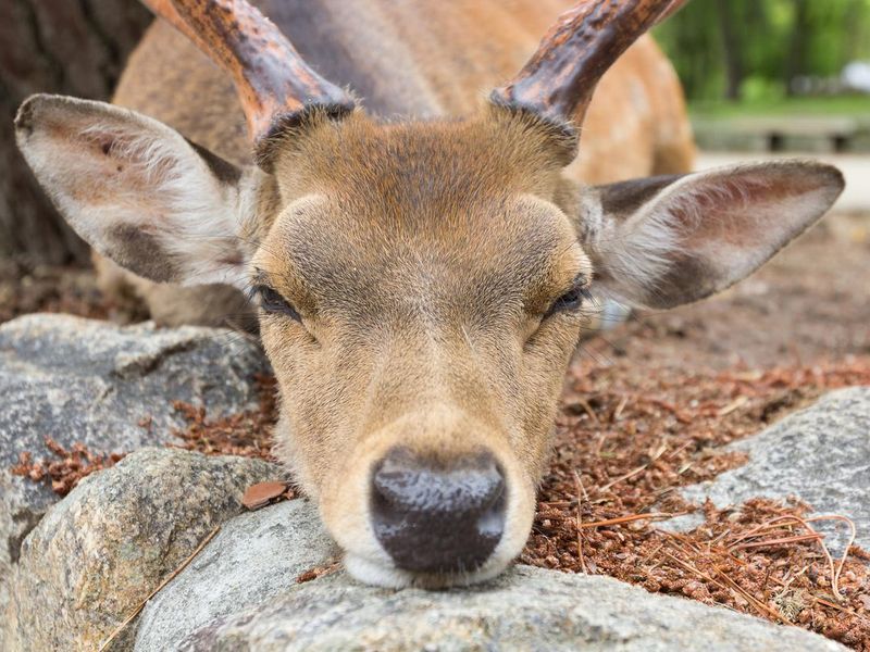 Mule deer buck sleeping near tree
