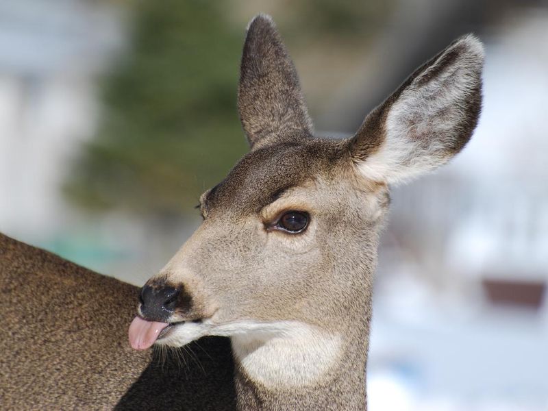 Mule deer sticking out its tongue