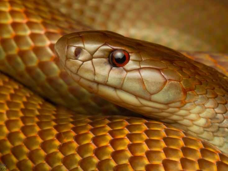 Mulga Snake detail