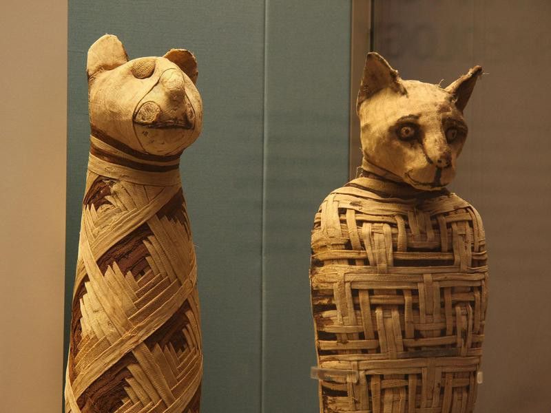 Mummified Pets