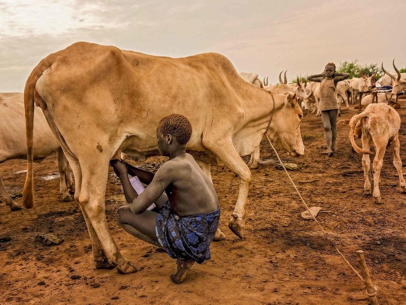 Mundari tribe in South Sudan milking cows