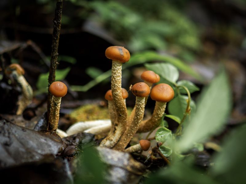 Mushrooms in Costa Rica's fungi trail