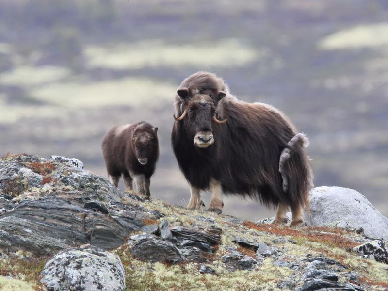 Musk oxen Dovrefjell National Park Norway