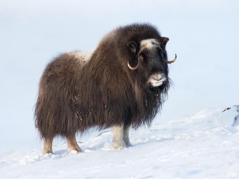 Musk Oxen on a mountain