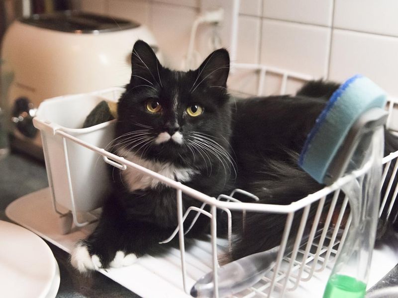 Mustache cat in dish drainer rack