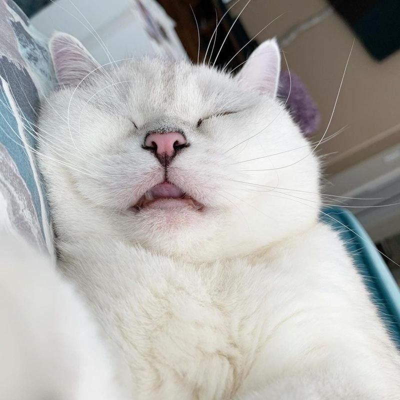 Napping cat meme