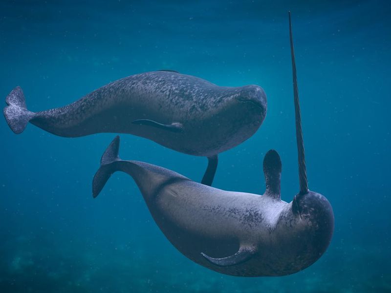 Narwhal couple, two Monodon monoceros playing in the ocean