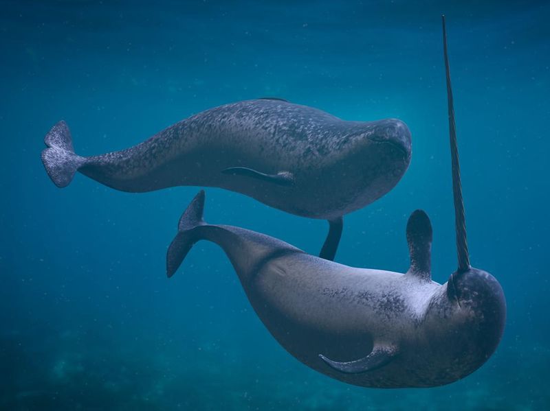 Narwhal couple