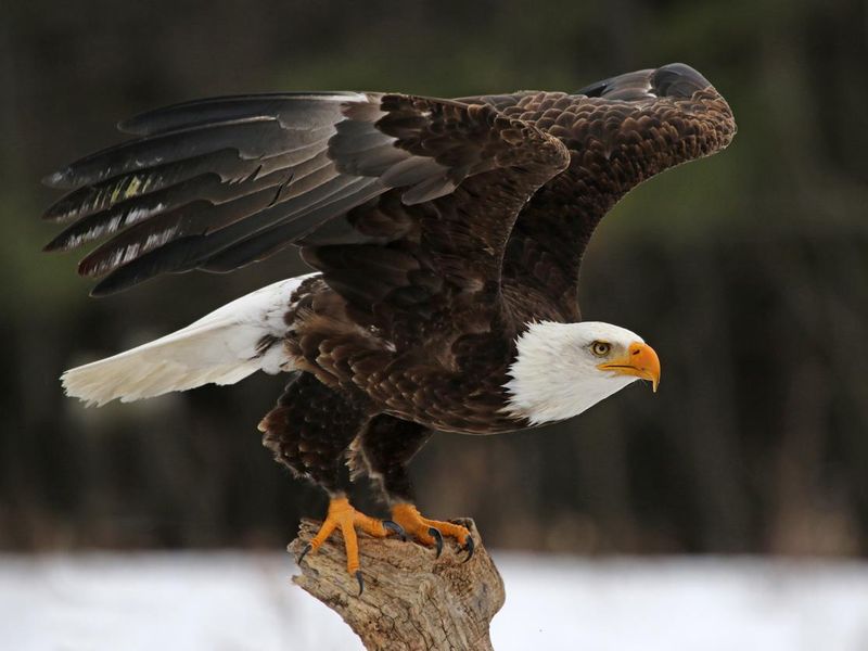 National Eagle Day/American Eagle Day/Bald Eagle Day