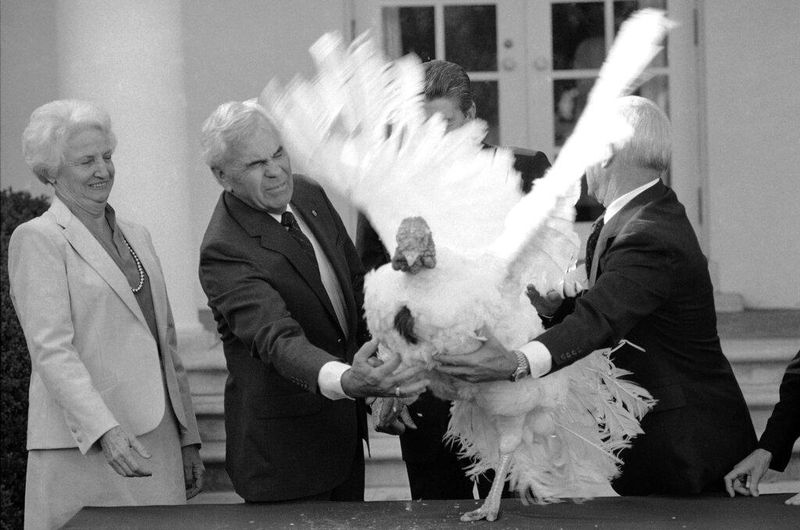 National Turkey Federation president John Hendricks holding on to a live turkey