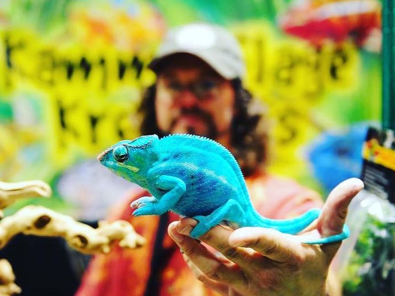 Neon blue chameleon at a reptile expo