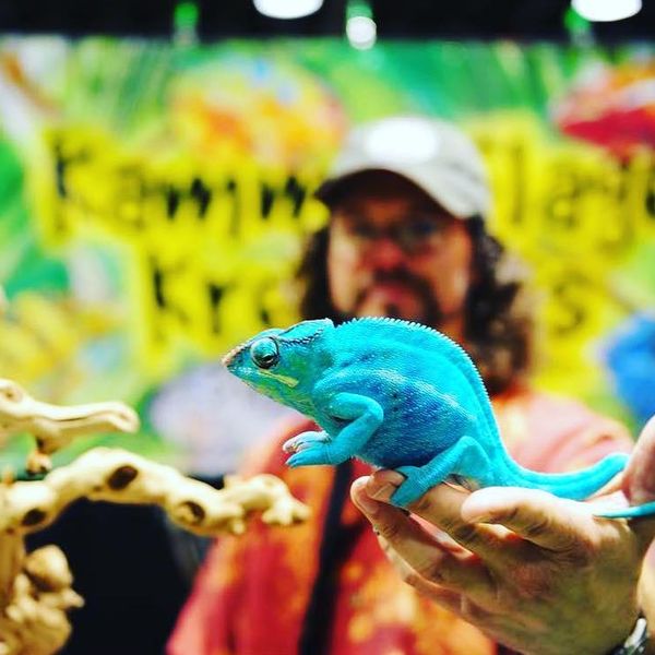 14 Reasons to Visit a Reptile Expo, Even If You Don’t Want a Reptile