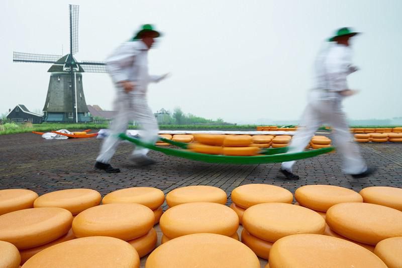Netherlands cheese production