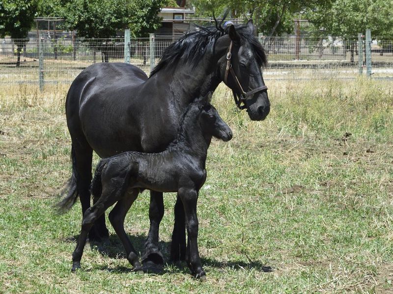 New Born Friesian Colt and His Mother