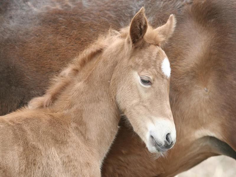 New Forest Foal close to mum