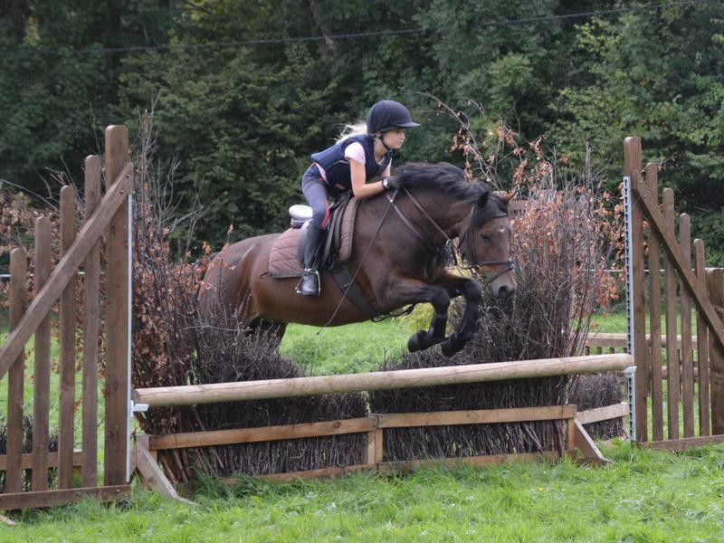 New forest pony and rider