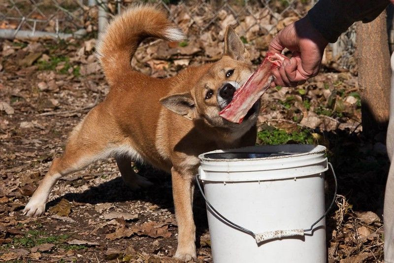 New Guinea Singing Dog eating a treat