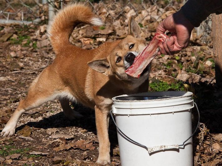 New Guinea Singing Dog eating a treat