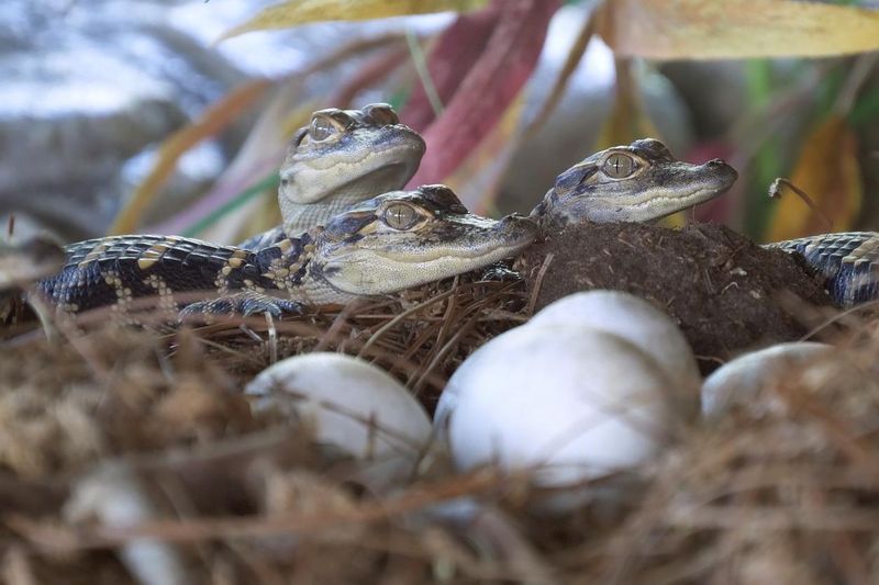 Newborn alligators near an egg laying in the nest