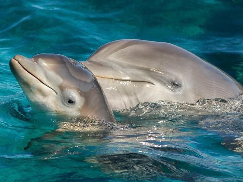 Newborn baby dolphin