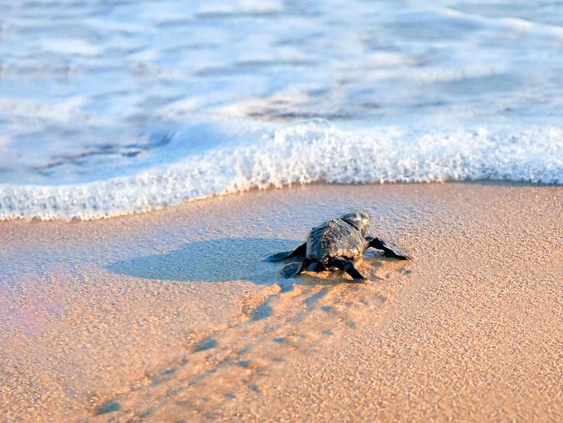 Newborn sea turtle walking to the sea