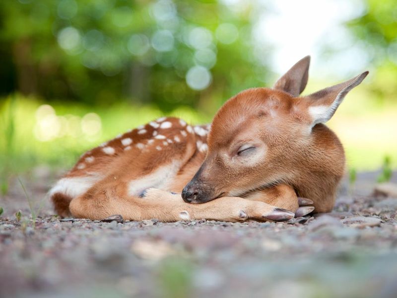 Newborn white-tailed deer fawn