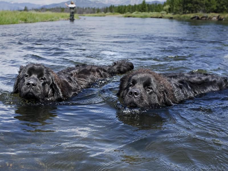 Newfoundland dogs swimming