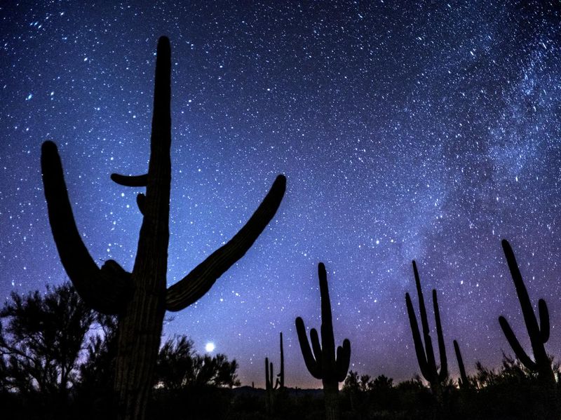 Night sky in Saguaro