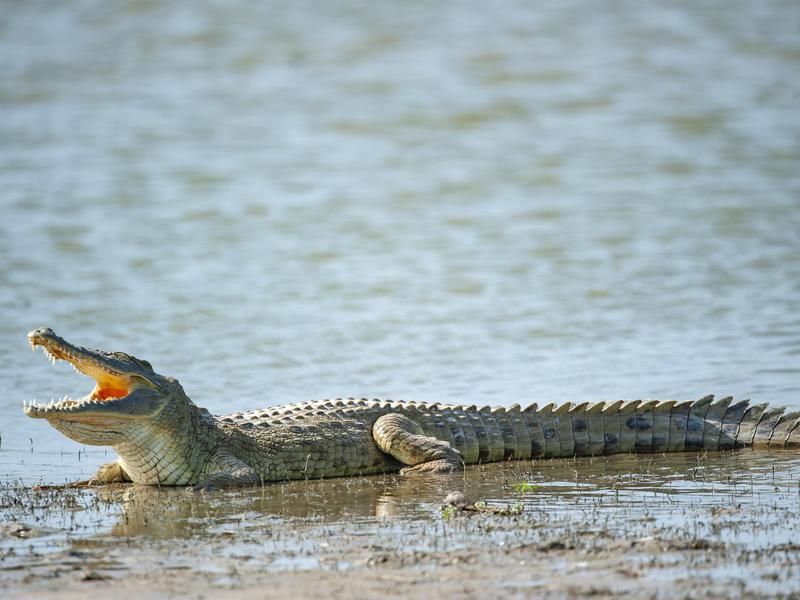 Nile crocodile opening mouth