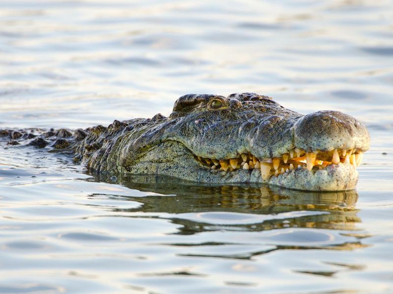 Nile Crocodile - South Africa