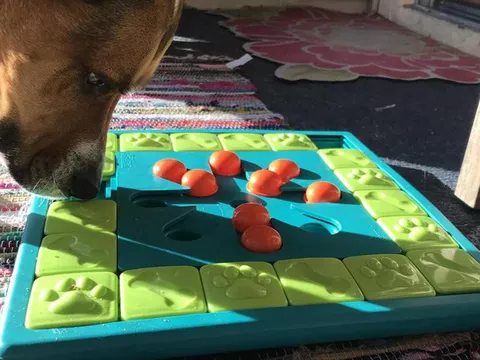The Dog Geek: Puzzle Toy Review: Mod Dog Puzzle