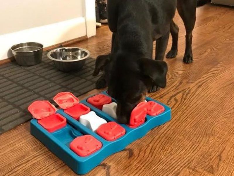 Boredom Busters for Dogs: A Back-to-School Guide to Puzzle Toys — Amanda  Gagnon Dog Training