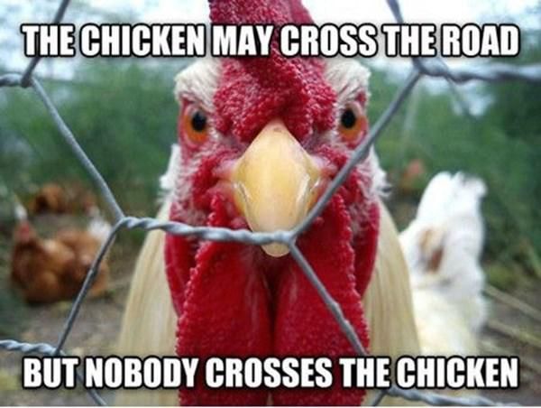 Nobody crosses the chicken meme