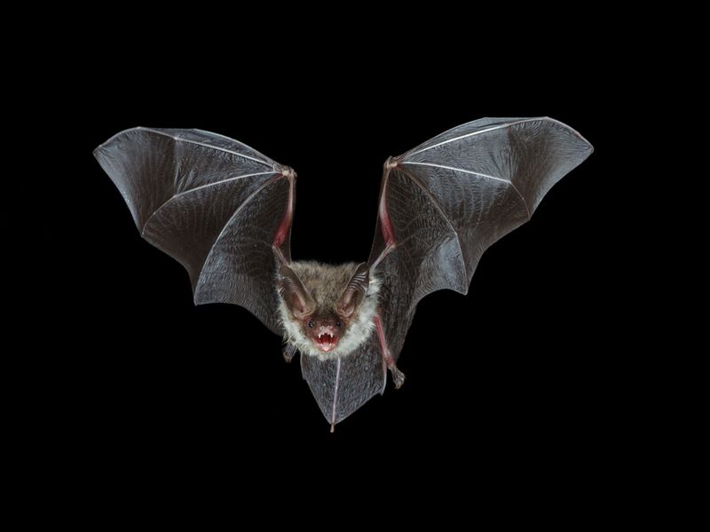 nocturnal flight of a bechstein´s bat