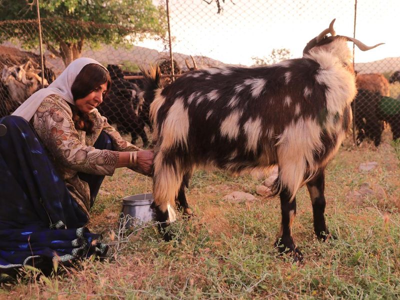 Nomad woman milking a goat, Shiraz, Iran