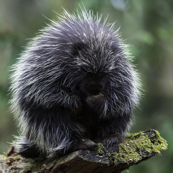 North American Porcupine eating a snack