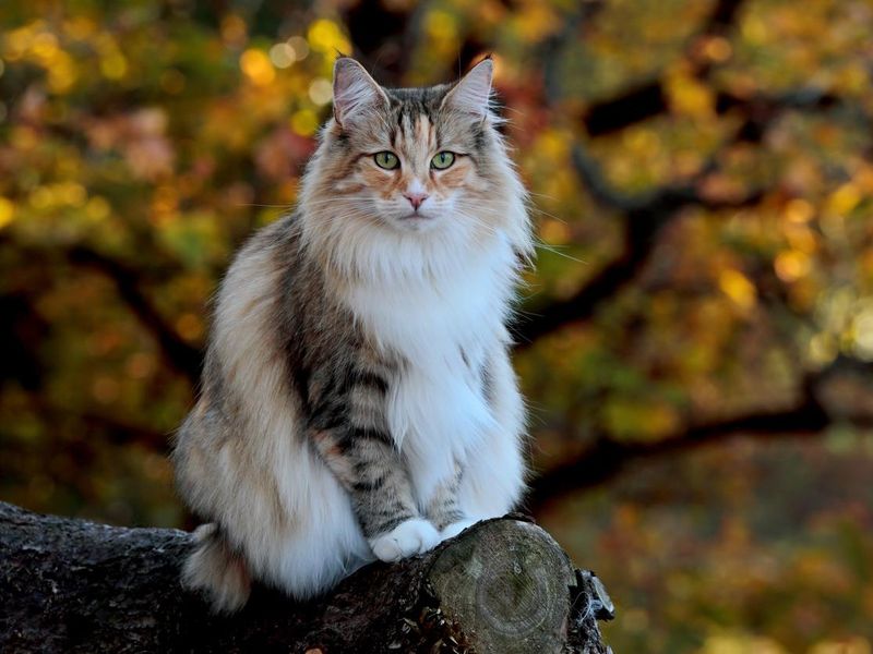 norwegian forest cat female