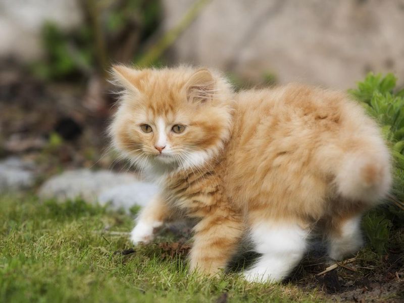 Norwegian forest cat kitten