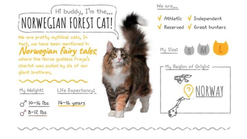 Norwegian Forest Cat Summary
