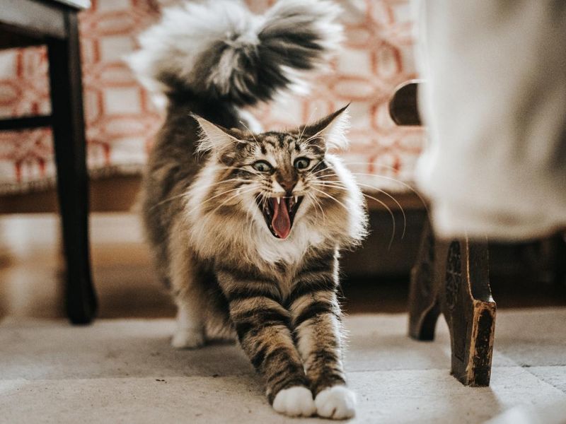 norwegian forest cat yawning