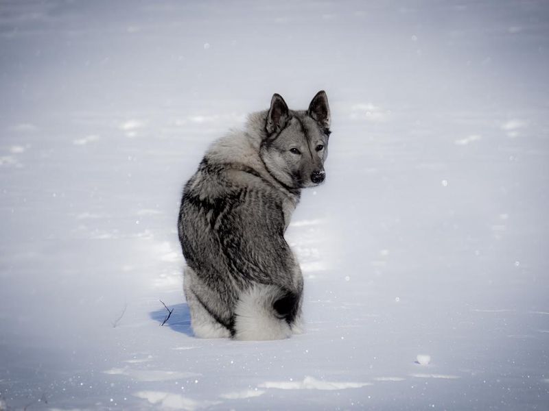 Norwegian Grey Elkhound