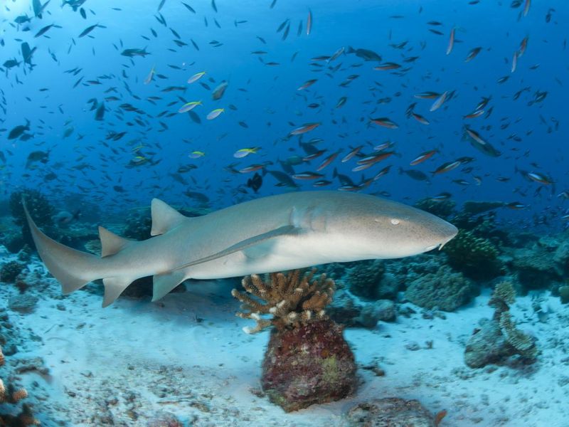 nurse shark on coral reef